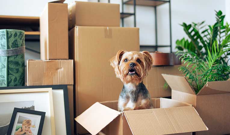 Small dog sitting in moving boxes during a move.